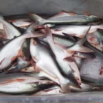Budidaya Ikan Patin Peluang Besar dari Kolam yang Dikelola dengan Benar