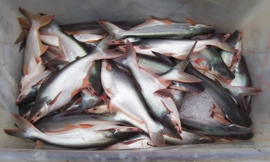 Budidaya Ikan Patin Peluang Besar dari Kolam yang Dikelola dengan Benar