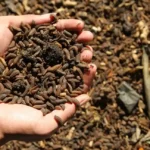 Pakan Ikan Inovatif dari Serangga dan Limbah Organik 2025