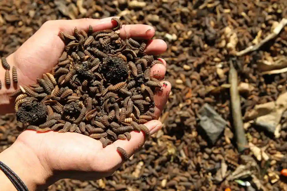 Pakan Ikan Inovatif dari Serangga dan Limbah Organik 2025