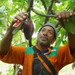 Perkebunan Kakao 2025 di Tengah Permintaan Global yang Terus Menguat