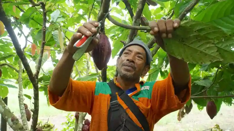 Perkebunan Kakao 2025 di Tengah Permintaan Global yang Terus Menguat