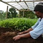 Perkebunan Organik Indonesia Dilirik Pasar Dunia