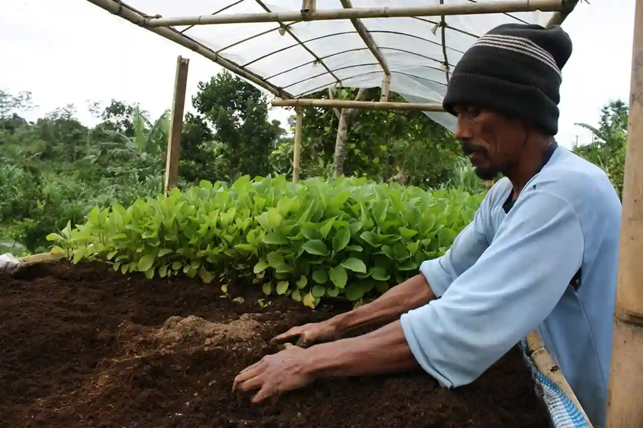 Perkebunan Organik Indonesia Dilirik Pasar Dunia