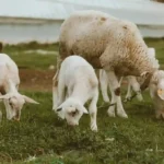 Peternakan Domba 2025 untuk Pasar Kurban dan Aqiqah