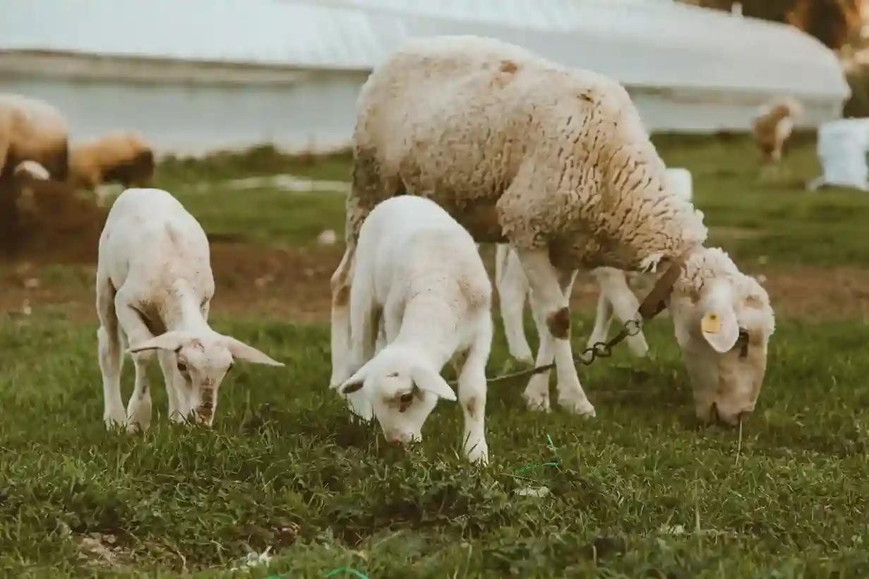 Peternakan Domba 2025 untuk Pasar Kurban dan Aqiqah