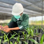 Bibit Sawit Unggul dan Perannya dalam Meningkatkan Produktivitas Perkebunan Modern