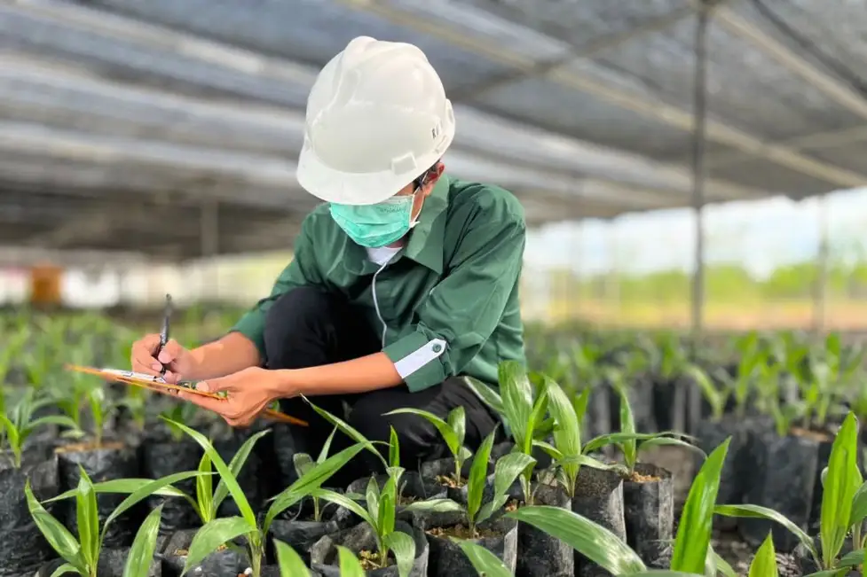 Bibit Sawit Unggul dan Perannya dalam Meningkatkan Produktivitas Perkebunan Modern
