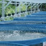 Budidaya Lele Sistem Bioflok