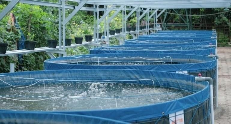 Budidaya Lele Sistem Bioflok