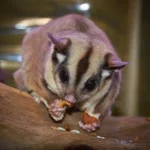 Cara Merawat Sugar Glider agar Tetap Sehat dan Jinak di Rumah