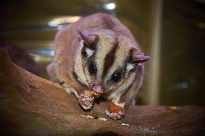 Cara Merawat Sugar Glider agar Tetap Sehat dan Jinak di Rumah