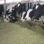 Pakan Sapi dan Tips Nutrisi untuk Susu Sapi Berkualitas Tinggi