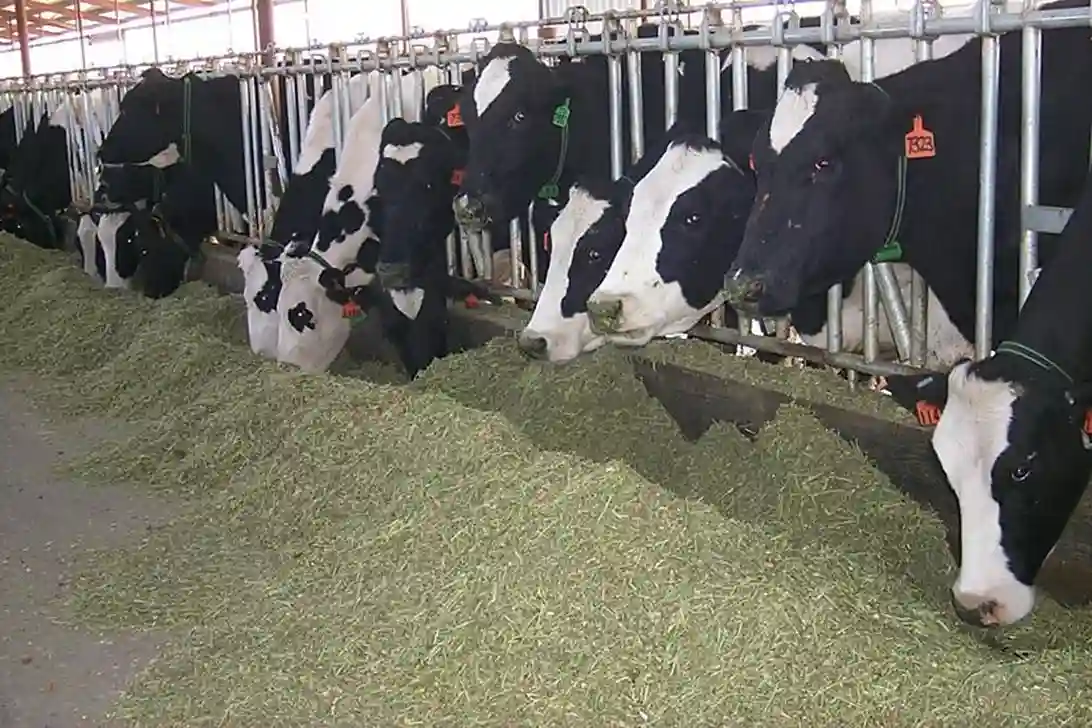 Pakan Sapi dan Tips Nutrisi untuk Susu Sapi Berkualitas Tinggi