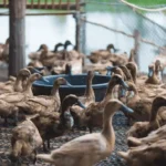 Peternakan Itik 2025 dan Permintaan Produk Telur yang Terus Meningkat