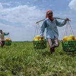 Produksi Pertanian 2026 dan Faktor Penentu Hasil Panen