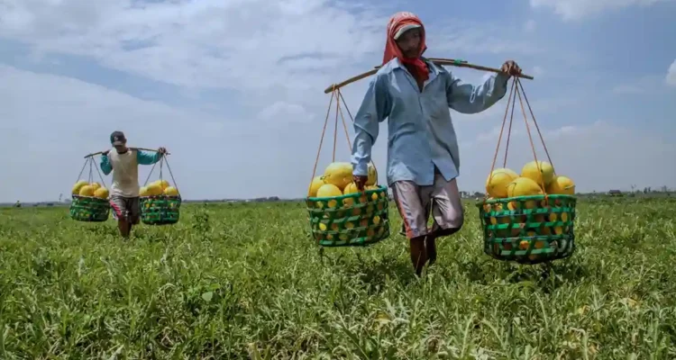 Produksi Pertanian 2026 dan Faktor Penentu Hasil Panen