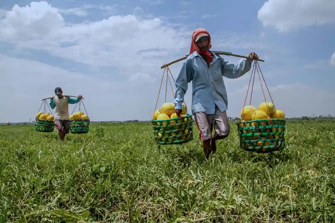 Produksi Pertanian 2026 dan Faktor Penentu Hasil Panen