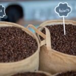 budidaya kopi