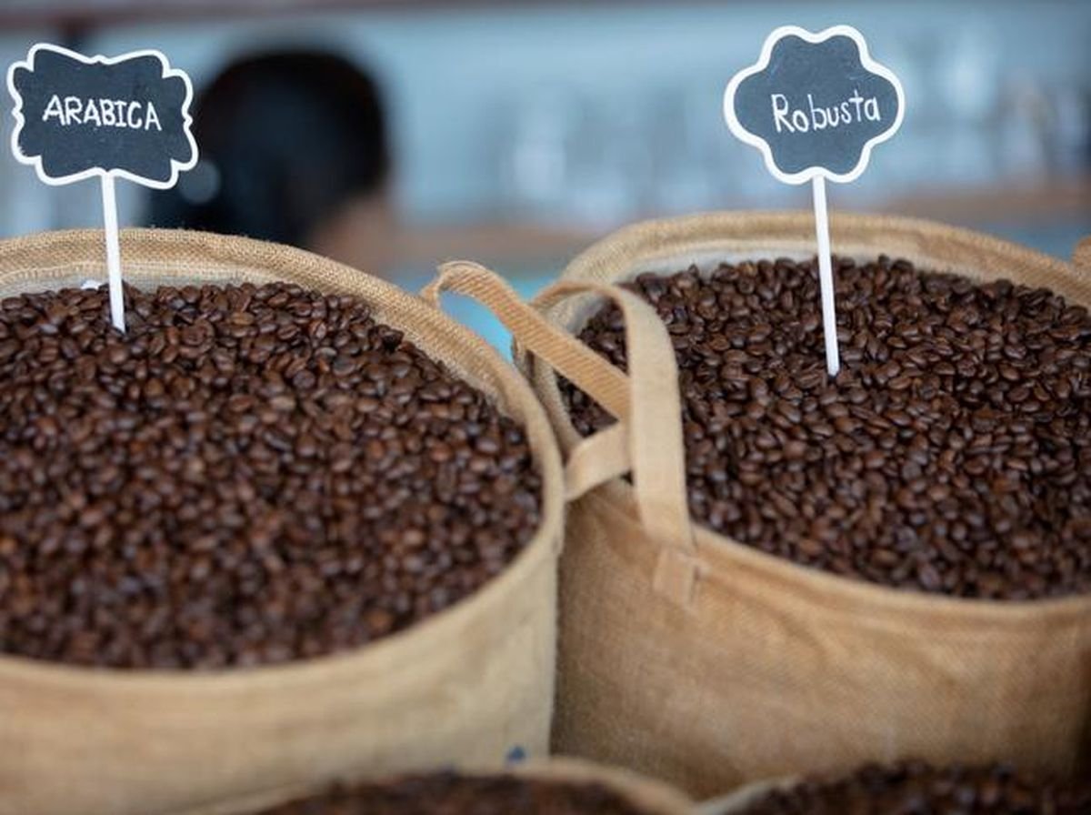 budidaya kopi