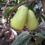 Bibit Jambu Madu, Primadona Baru Perkebunan Buah Bernilai Tinggi