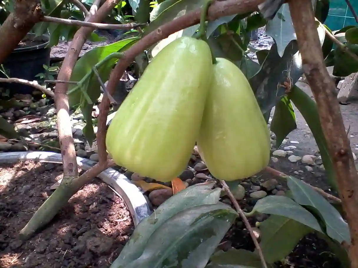 Bibit Jambu Madu, Primadona Baru Perkebunan Buah Bernilai Tinggi