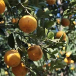 Bibit Jeruk Unggul, Kunci Awal Panen Melimpah dan Kebun Jeruk Berkualitas