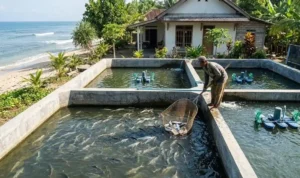 Budidaya Ikan Bandeng Dari Tambak Tradisional Hingga Sistem Modern yang Menguntungkan_11zon (1) Budidaya Ikan Bandeng Dari Tambak Tradisional Hingga Sistem Modern yang Menguntungkan