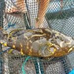 Budidaya Ikan Kerapu, Peluang Emas Perikanan Laut Bernilai Tinggi