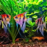 Ikan Angelfish, Ikan Hias Elegan dari Sungai Amazon yang Tak Pernah Kehilangan Pesona