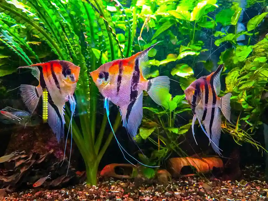 Ikan Angelfish, Ikan Hias Elegan dari Sungai Amazon yang Tak Pernah Kehilangan Pesona