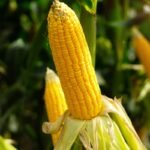 Tips Berkebun Jagung Agar Tumbuh Subur dan Panen Melimpah di Lahan Rumah