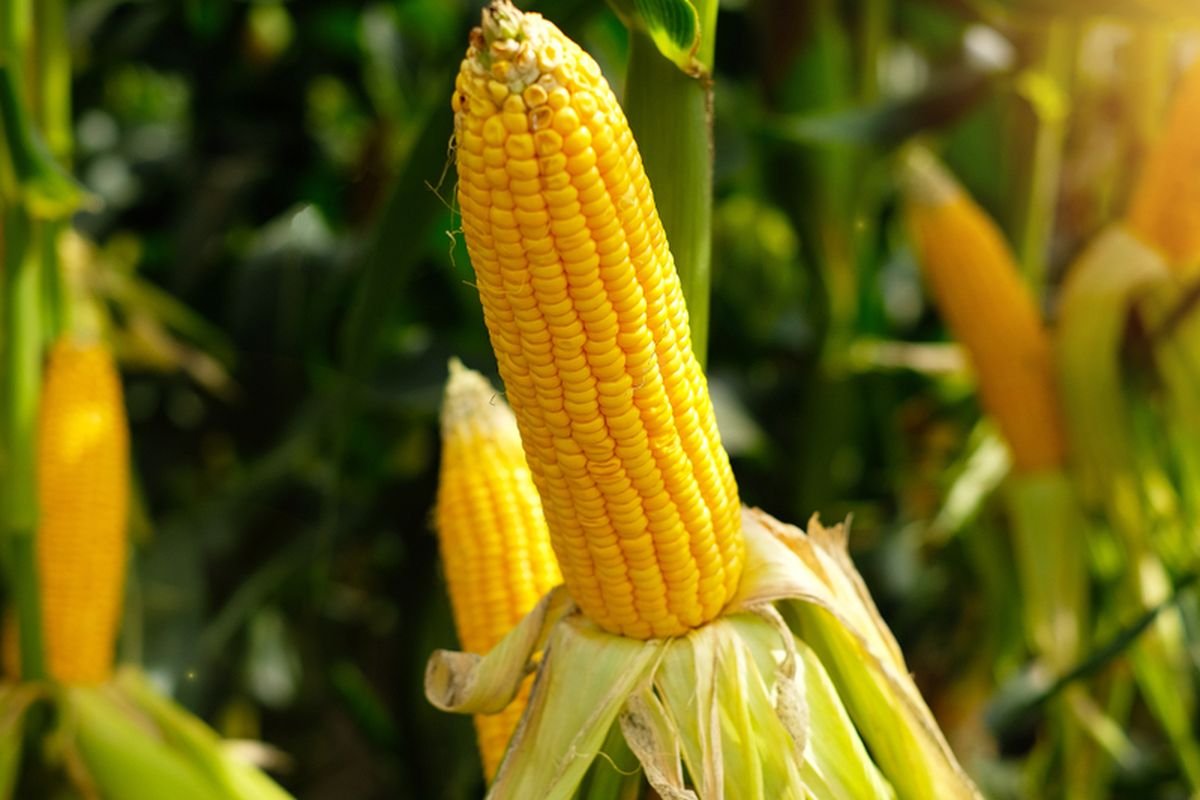 Tips Berkebun Jagung Agar Tumbuh Subur dan Panen Melimpah di Lahan Rumah