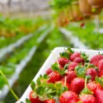 Tips Berkebun Strawberry di Rumah Agar Berbuah Lebat dan Manis Alami