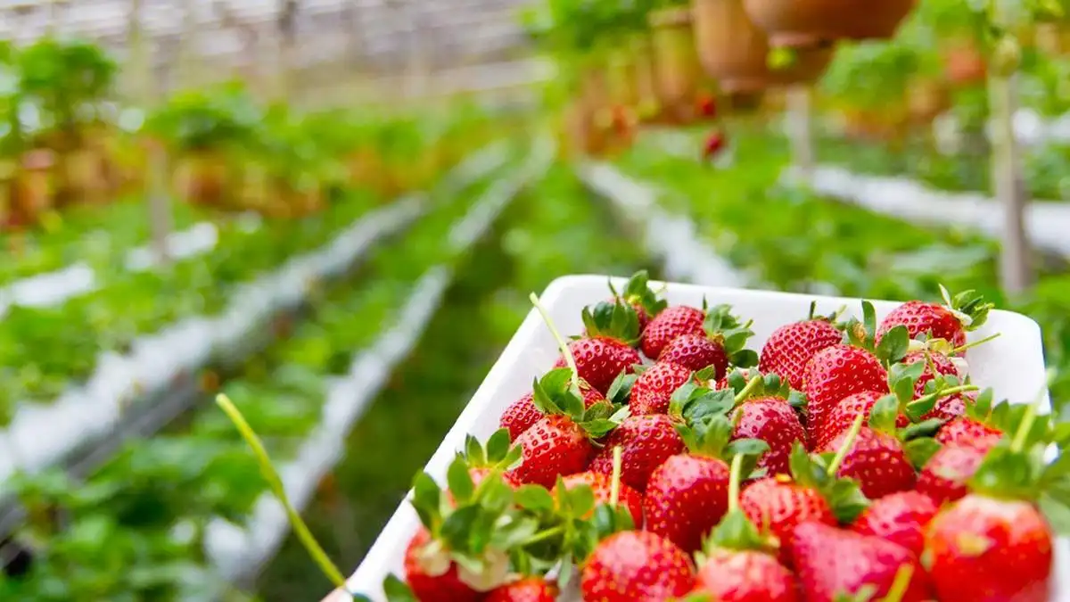 Tips Berkebun Strawberry di Rumah Agar Berbuah Lebat dan Manis Alami