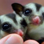 Tips Memelihara Sugar Glider Agar Sehat, Aktif, dan Cepat Jinak di Rumah