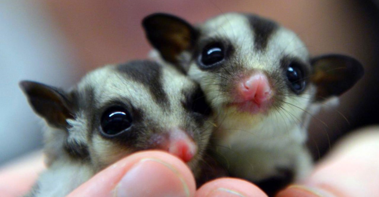 Tips Memelihara Sugar Glider Agar Sehat, Aktif, dan Cepat Jinak di Rumah