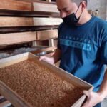 Budidaya Ulat Hongkong yang Menjanjikan, Peluang Ternak Kecil