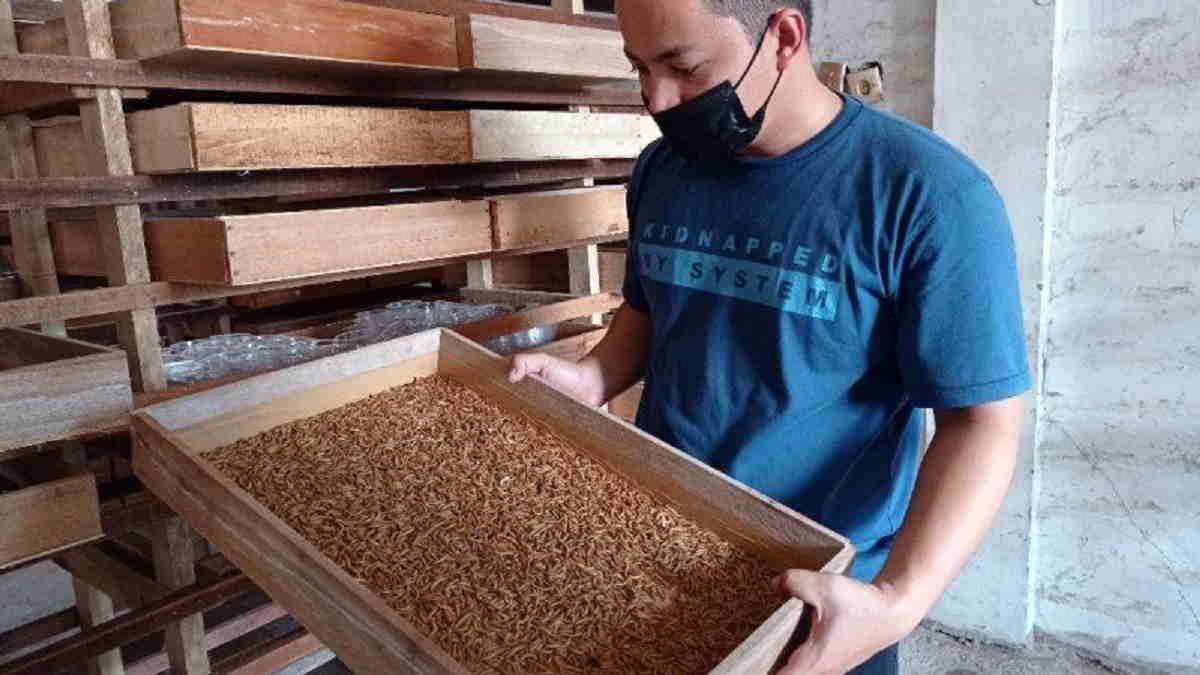 Budidaya Ulat Hongkong yang Menjanjikan, Peluang Ternak Kecil