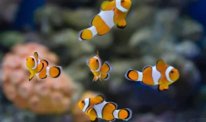 Ikan Karang, Penghuni Laut Tropis yang Penuh Warna dan Menyimpan Banyak Cerita