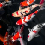 Koi Termahal, Saat Seekor Ikan Hias Bisa Bernilai Setara Rumah Mewah
