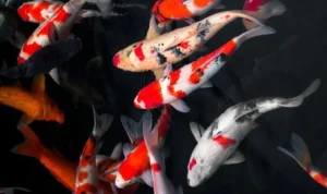 Koi Termahal, Saat Seekor Ikan Hias Bisa Bernilai Setara Rumah Mewah