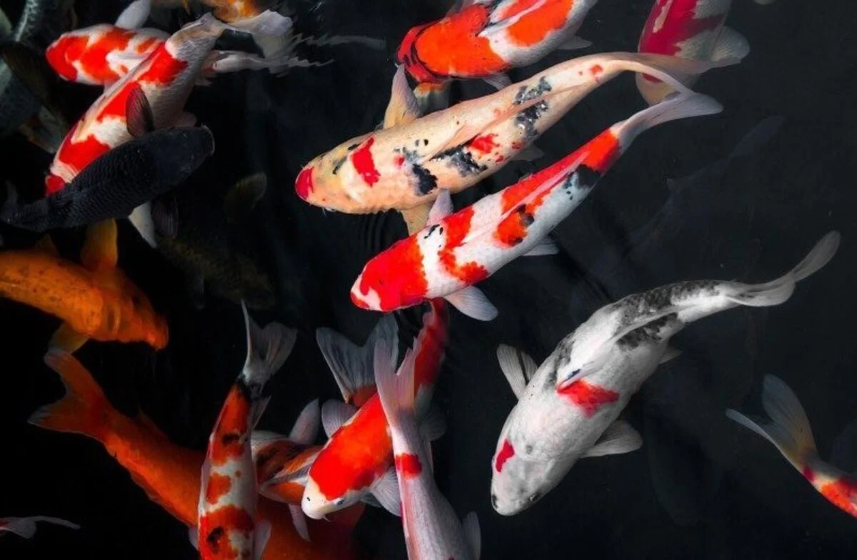 Koi Termahal, Saat Seekor Ikan Hias Bisa Bernilai Setara Rumah Mewah