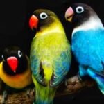 Lovebird, Burung Kecil Penuh Warna yang Jadi Favorit Pecinta Kicau