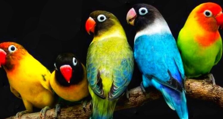 Lovebird, Burung Kecil Penuh Warna yang Jadi Favorit Pecinta Kicau