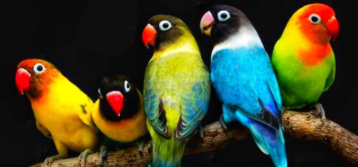 Lovebird, Burung Kecil Penuh Warna yang Jadi Favorit Pecinta Kicau