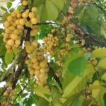 Perkebunan Duku, Jejak Manis dari Kebun Tradisional hingga Komoditas Bernilai Tinggi
