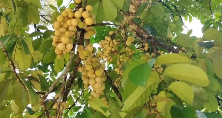 Perkebunan Duku, Jejak Manis dari Kebun Tradisional hingga Komoditas Bernilai Tinggi