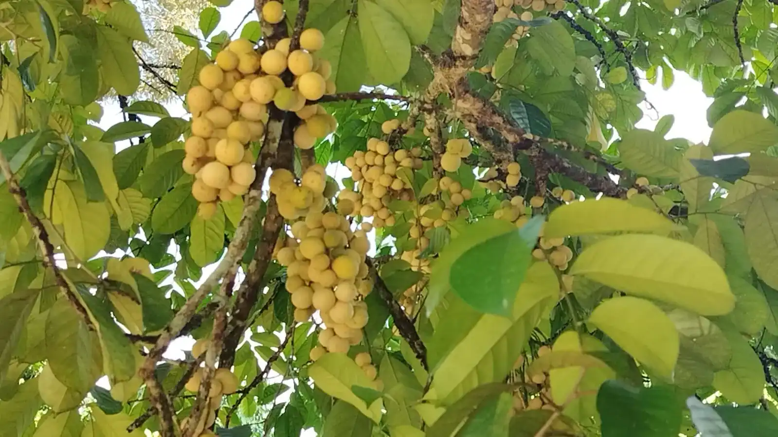 Perkebunan Duku, Jejak Manis dari Kebun Tradisional hingga Komoditas Bernilai Tinggi