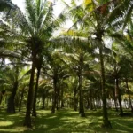 Perkebunan Kelapa, Nafas Ekonomi Pesisir yang Terus Bertahan